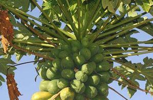 ��ľ�ϵ�ʩ�ʼ��g(sh��)Ҫ�c(di��n)����Щ��