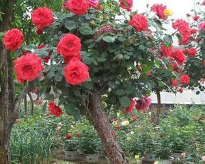 �������L�~�ӡ��ס��L������⛷ʡ������L���