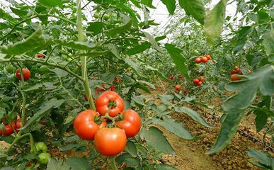 ���t���߮aʩ������Щ���gҪ�c��