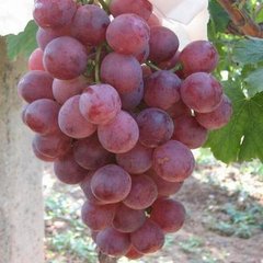 ���Ѯa���ߣ�ʩ���м���