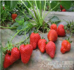 ��ݮ���ԑ��x��������ʩ����