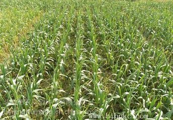 �������ʩ�ü��g