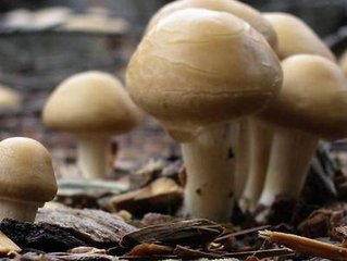 Ģ����ô׷�ʣ�Ģ����׷�ʼ��g