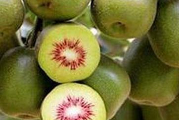 �t�īJ�������ʩ�ʿɸ߮a(ch��n) �t�īJ���Ҹ߮a(ch��n)ʩ��