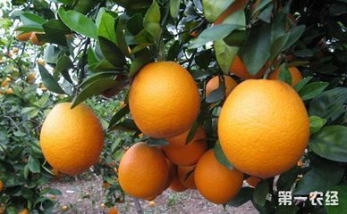 Ě�Ȳɹ���Ҫ��ôʩ��