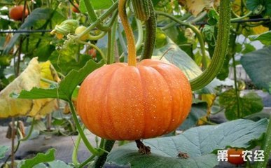 �ϹϷNֲʩ�ʼ��g