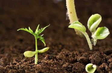 ʲô�Ǹ�ֲ���������ֲ����ϵķN�����