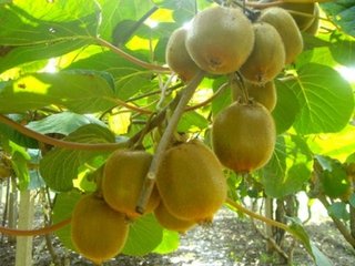 ����������x����ϼ���