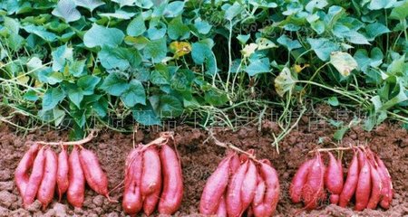 �t���߮a����Ҫɶ���ϣ�