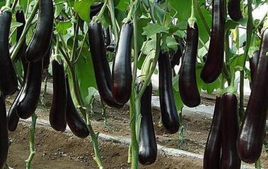 ��Ҫ���Ӹ߮a��ʩ�����c���ģ�