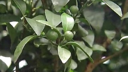 ��������ʵ�����ôʩ��