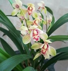 �m��ʩ��ʮ�������֪���חl��