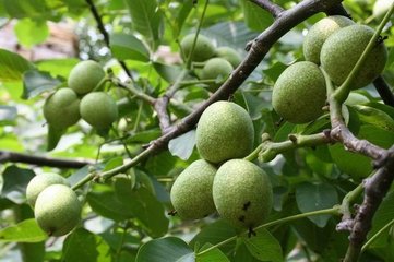 ������ҵ���ֲ�ͷ�ˮ����