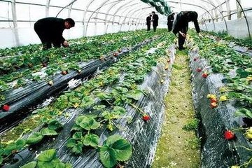 �@Щ�߲˺ͷ������_��