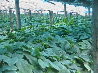 �＾ʩ�������׷����߂�(g��)�e(cu��)�`��������(du��)�ˆ᣿