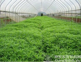 ���~��߅���s�������}�ʲ��㌧(d��o)�£��}���@���a(b��)���߲˲����ղŹ�