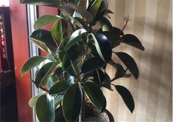 ��Ƥ��ʩ�ʷ���