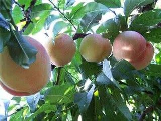 �＾ʩ���°빦��߀���±����룬�P�I�����@�ɂ�70%