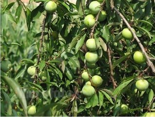 ���Ә���κ���ʩ�ʣ����ӵ�ʩ������ΰ���