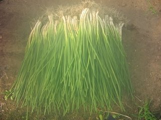 ���[�ƌWʩ�ʷ���