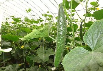 �����S�����ʩ��