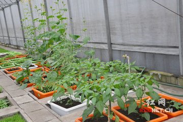 �(y��ng)�_(t��i)�߲˵�ˮ�ʹ�������