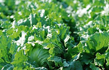 �@��ʩ�õ׷ʲ���ʹ�߲˸߮a(ch��n)���߲˵׷�ʩ�ü���