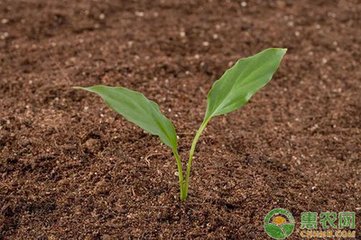 �r�ҷ�����С����