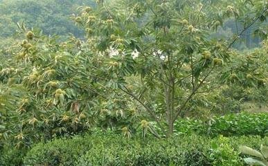 ���������ʩ�ʼ���