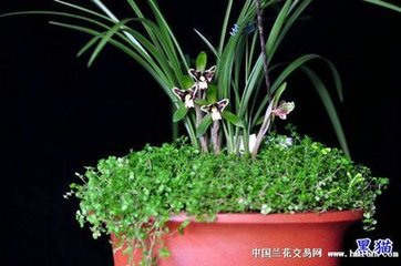 ����⛷ʌ���ľ��ʲô���ã�