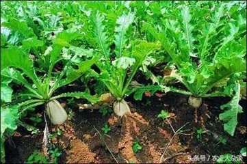 �}�����ʢ��ǰ��ʩ��Ҫ�c