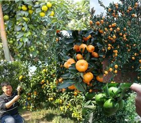 ���ٶ����@ôʩ���ȿ����ֱ��a��