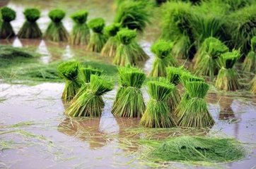 ��ν�Qˮ��ȱ�ʰY