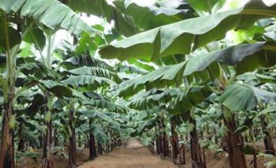 �㽶��ͬ�r�����ʩ�ʣ��㽶��ˮ�ʹ�������