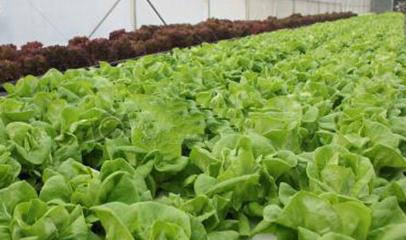 �����߲�ʩ�ʳ�Ҋ�`�^�������߲˵ĿƌWʩ�ʷ���