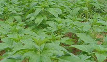 ֥��ʩ���к�Ҫ�c��֥��׷�ʼ��g(sh��)����