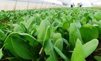 �߲˷Nֲʩ�ʺ���Ҫ���߲���ʵĹ�ͬ��������Щ��