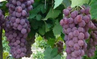 ����������ʺÆ᣿������������ʷ������Y