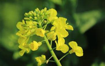 �Ͳ�ȱ��Σ���������Ͳ˿ƌW�a��ķ���