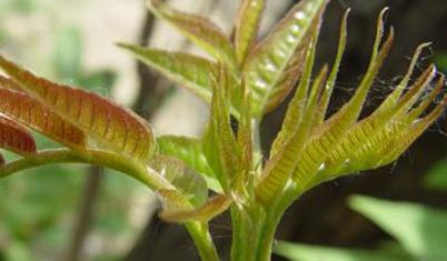 �㴻�Nֲ����Щ���ɣ��㴻�Ĳ��N���缼�g