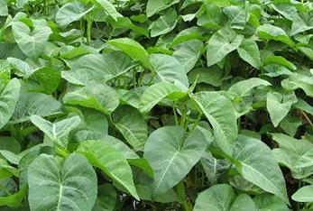 ���Ĳ���ô�Nֲ�a(ch��n)���ߣ��Nֲ���Ĳ˵ļ��gҪ�c