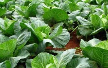 ��ô���߲��a�}���߲��a�}����Щ���ɣ�