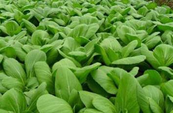 �ϲ���������ʸ����������������������