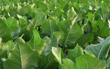 �߲�ʩ�ʵ�Ҫ�c����Щ���������߲�ʩ�ʼ��g