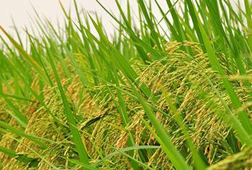 ˮ���Nֲ����Щע����헣����a����ˮ�����N��Ҫ�c