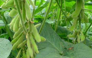 ����߲���ôʩ��������߲�ʩ�ʼ���