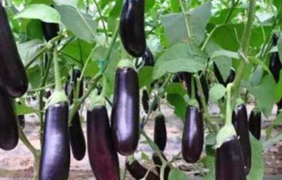 ����׷���м��ɣ��@��׷�ʿ���Ч���L���Ӳ�����