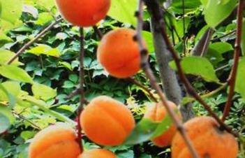 ����ʩ�ʼ��ɣ����仨�ڞ�ʲô���ˇ��o�C���ʣ�