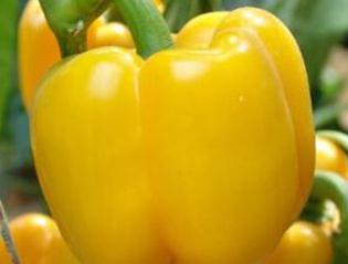 �������ʵͣ���������������ʵ�С�[�T