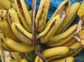 �㽶�ѹ���η����������㽶�ѹ��ķ�������Щ��